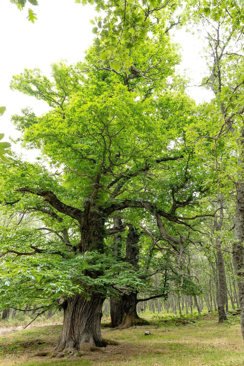 chestnut forest