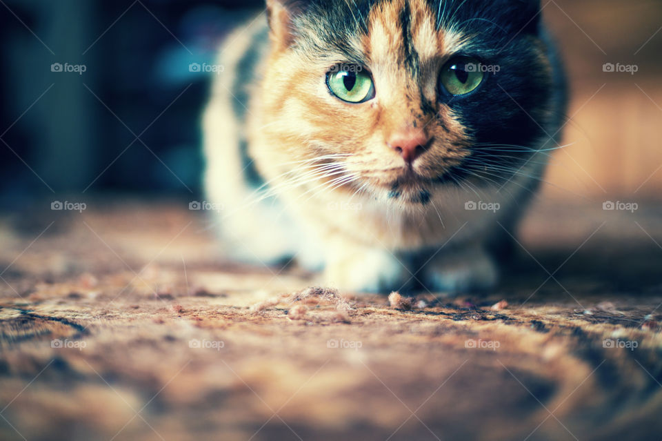 Tricolor domestic cat with green eyes