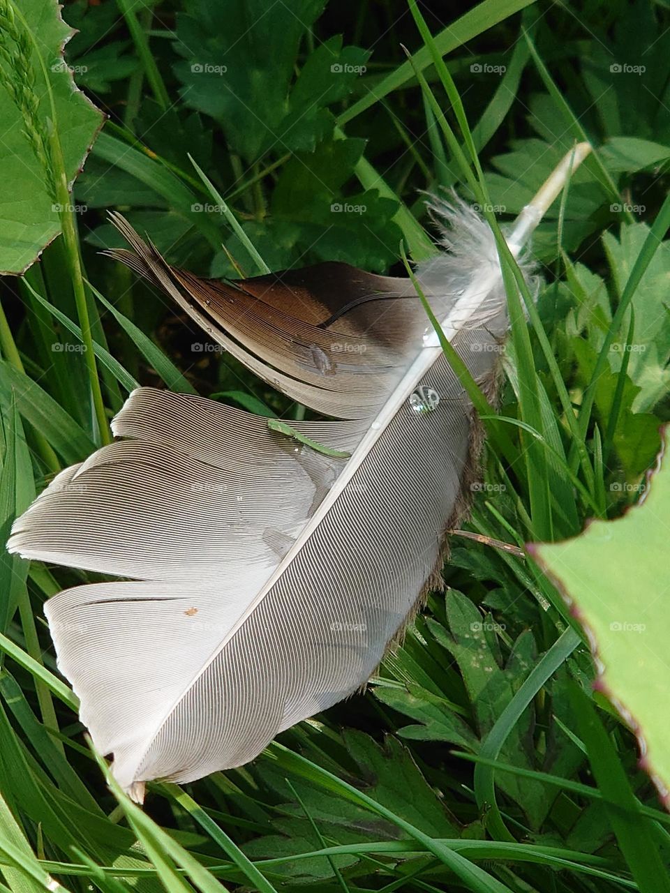 Feather with raindrops