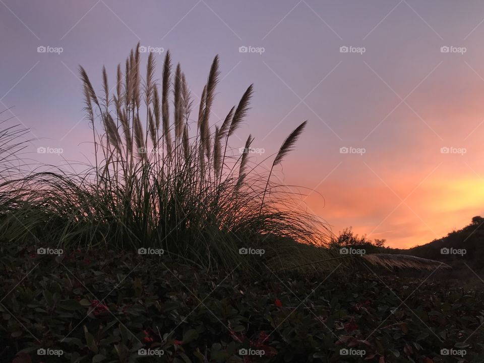 A early morning sunrise along the trail with long grasses blowing gently in the breeze!