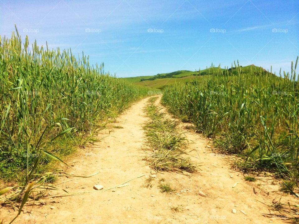 The Untravelled Path