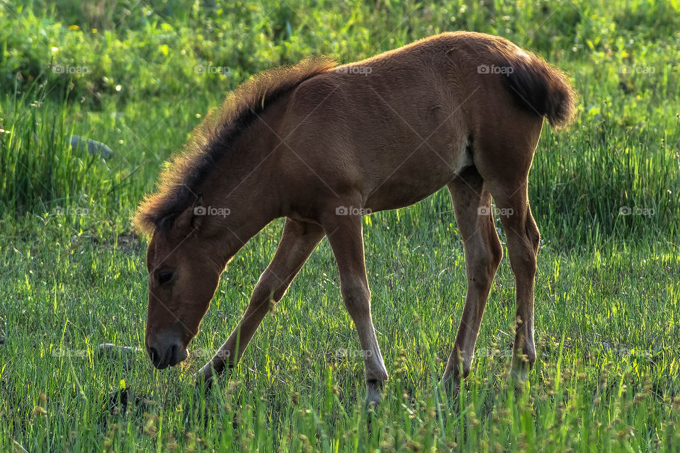 Mongolian horse foal 