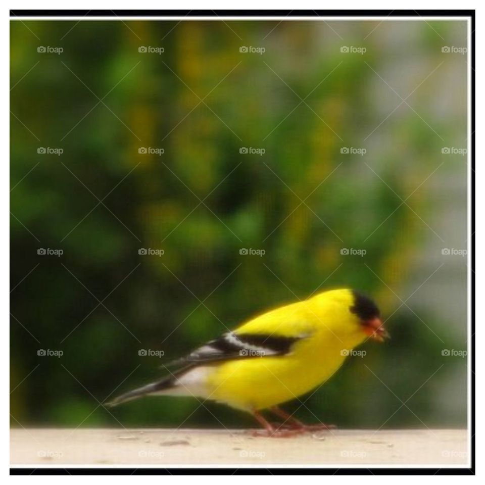 Cute little Goldfinch