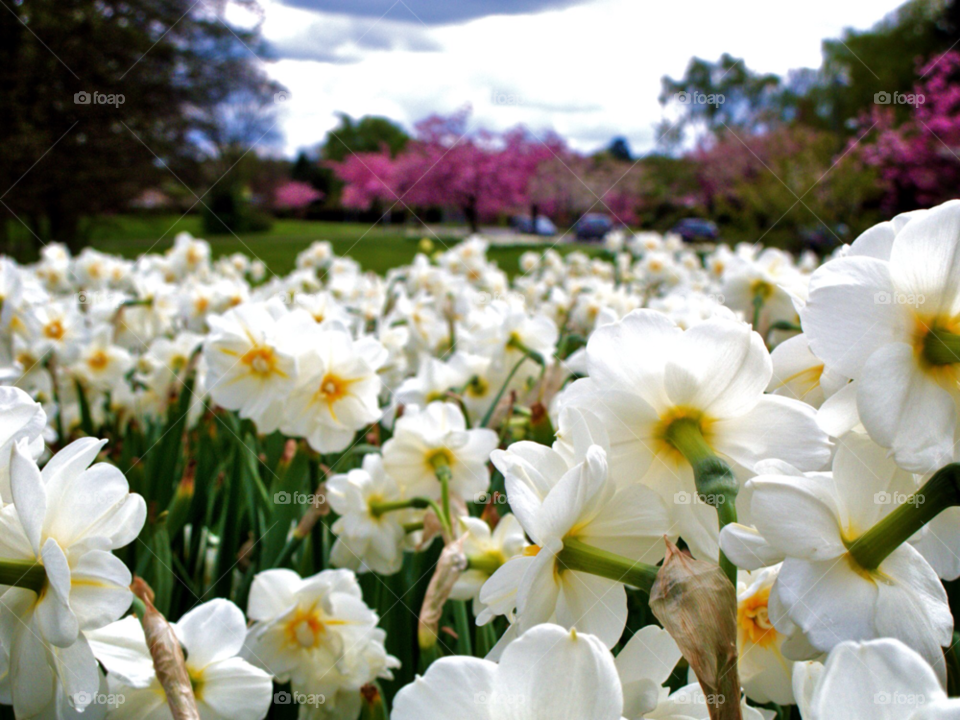 spring flowers park bournville by karlbinder