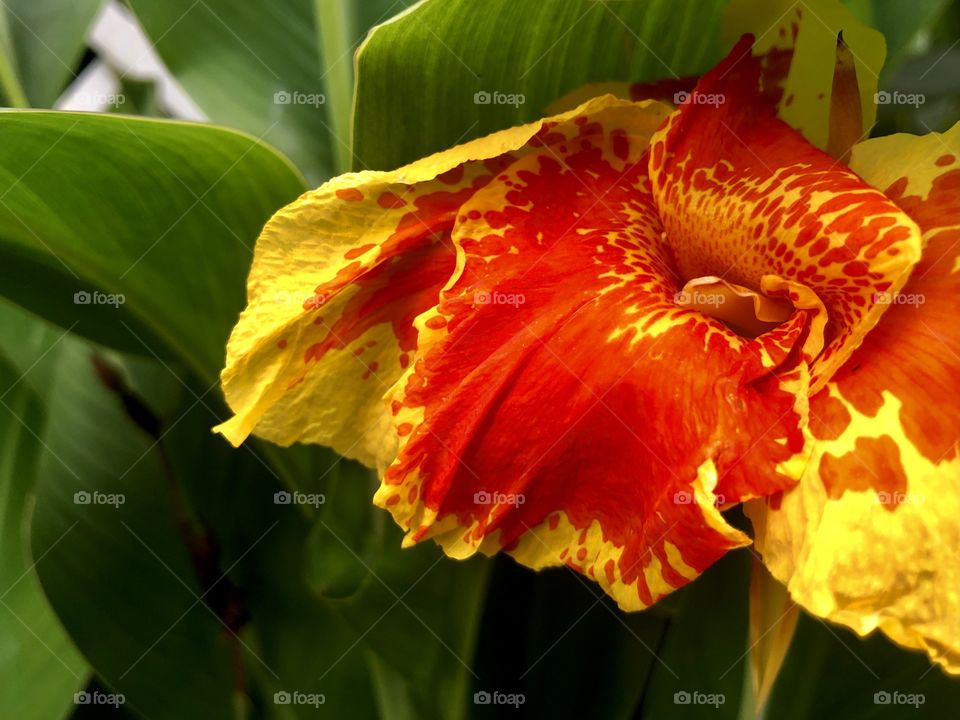 Sultry canna lily closeup 