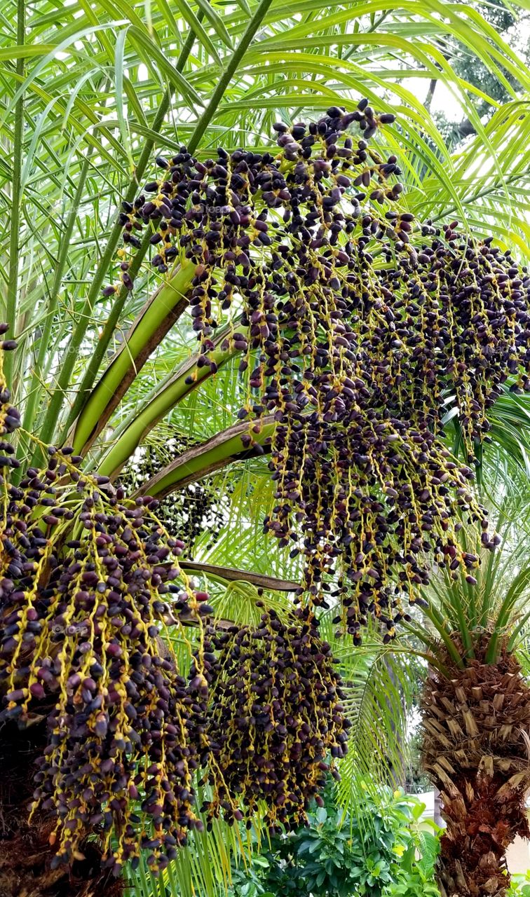 Palm berries