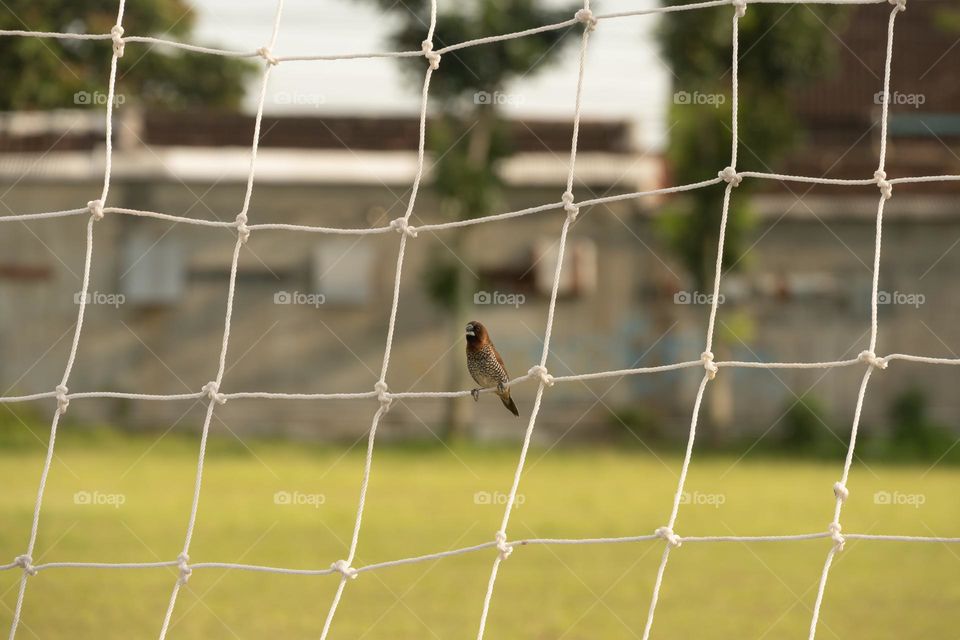 sparrows perched in the net