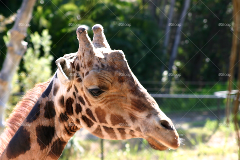 nature red pattern orange by hlehnerer