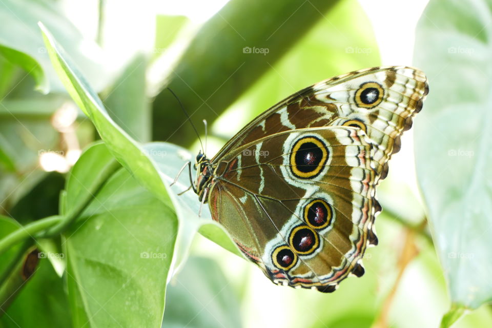 Butterfly