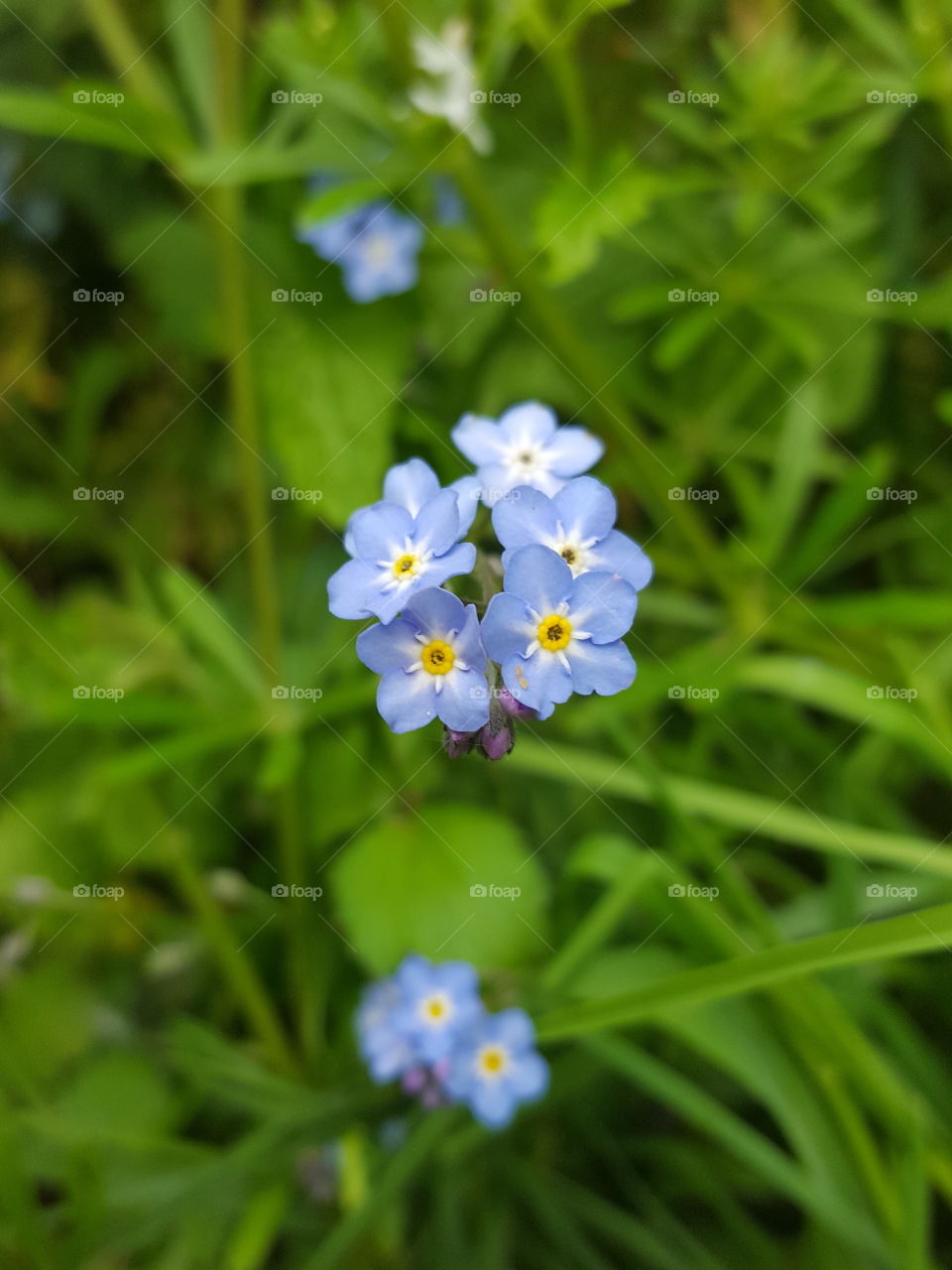 forget me nots