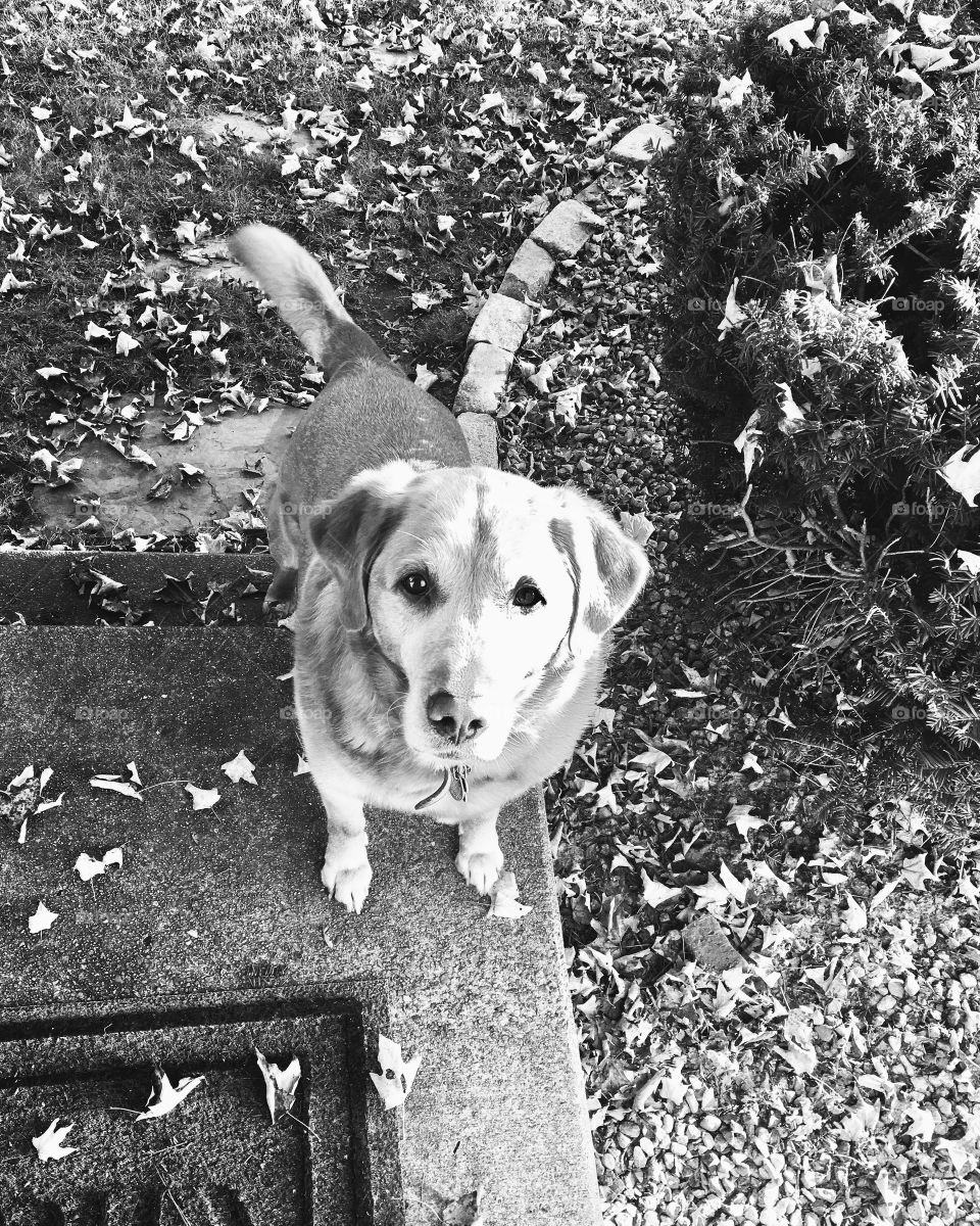 Golden lab waits to be let in for dinner!