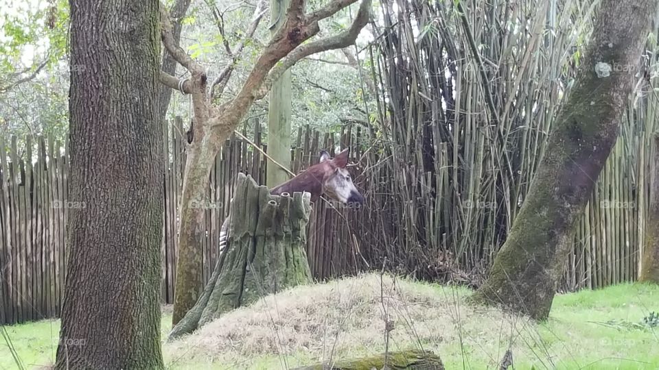 An okapi emerges from behind a tree at Animal Kingdom at the Walt Disney World Resort in Orlando, Florida.