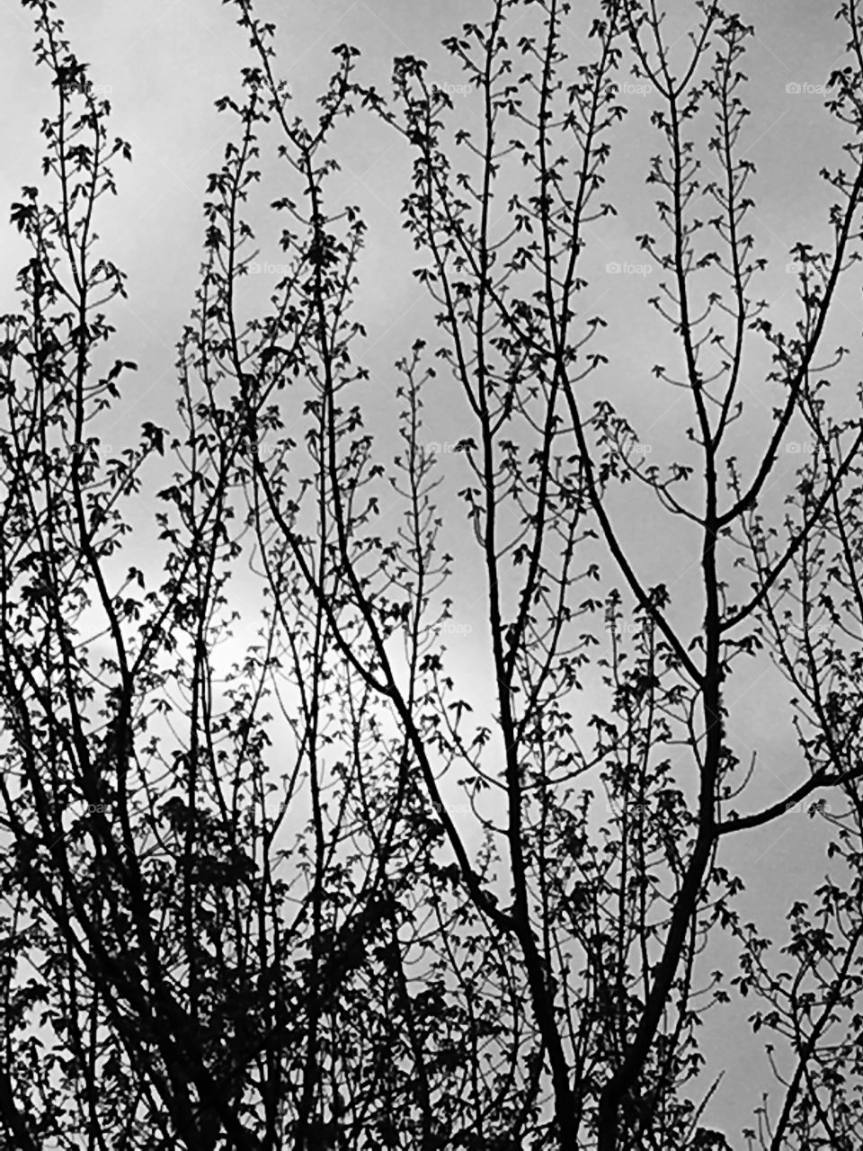 Simple silhouette of budding tree branches on a cloudy day. 