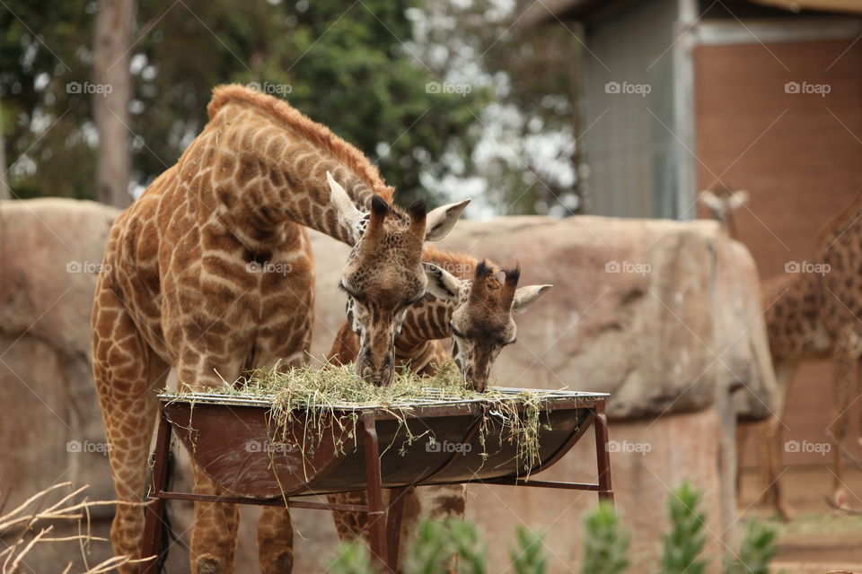 Giraffe baby