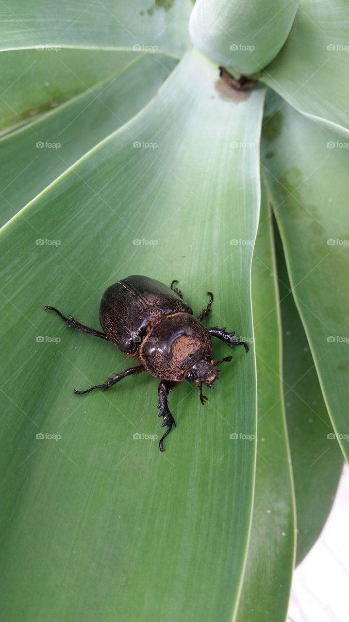 Beetle on green leaf