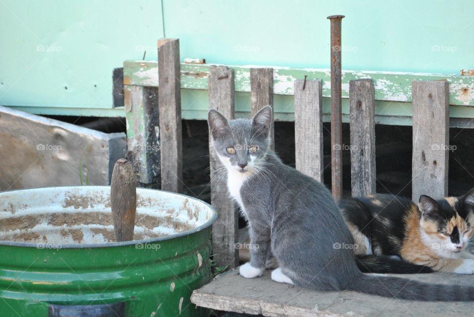 A curious beautiful kitty