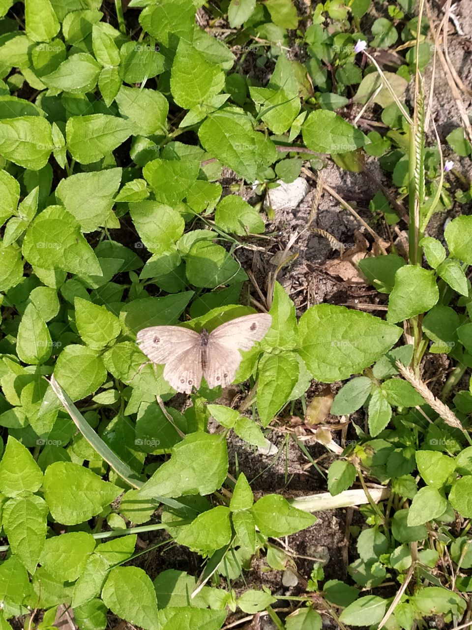 Little brown butterfly 🦋 enjoying early autumn sunshine sitting on a green leaf 🌱