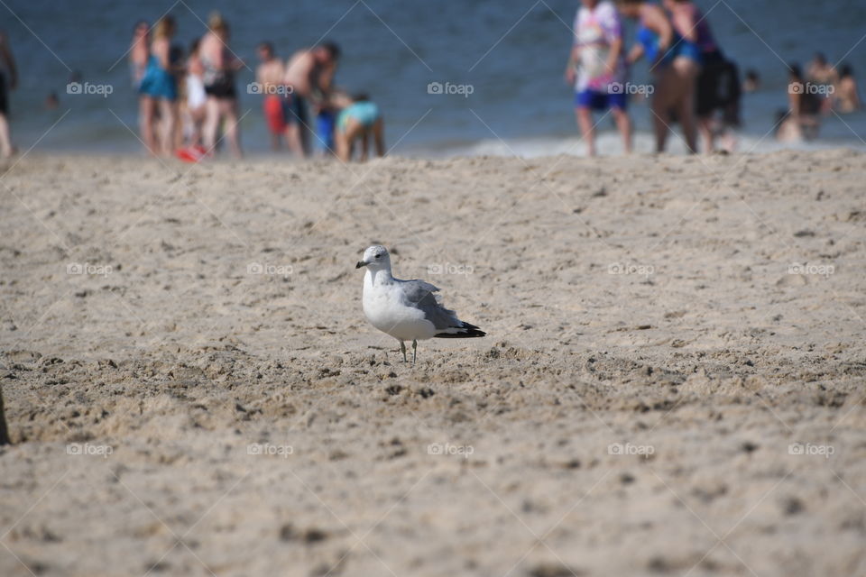 seagull