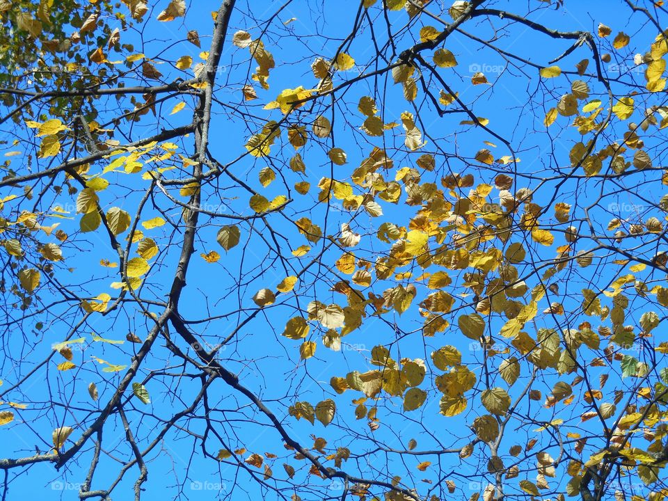 golden leaves and blue sky