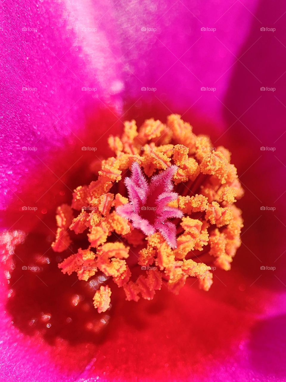 Inside of Ten O'clock flower