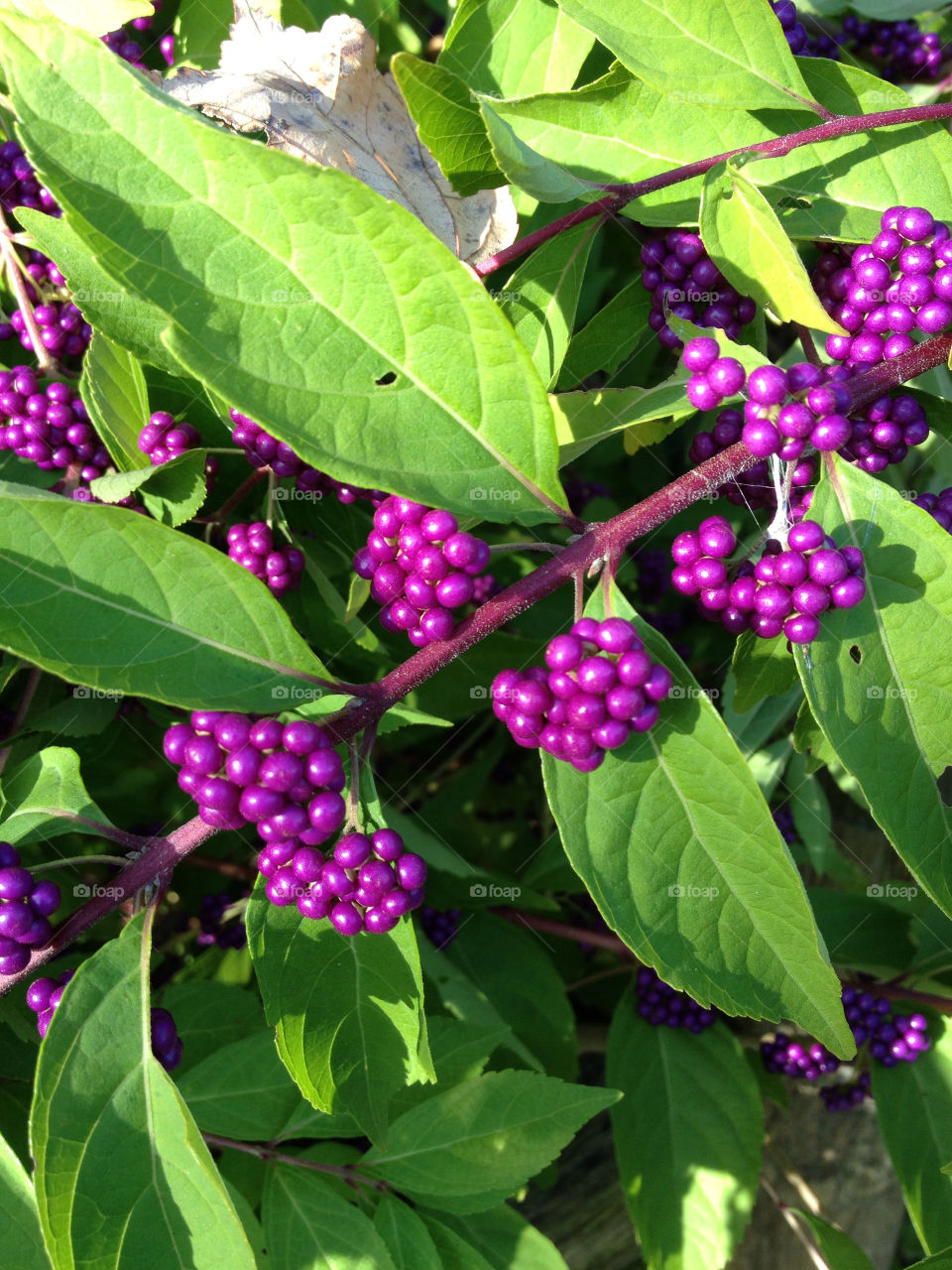 bridgeport connecticut purple berries bright by photobydanielle