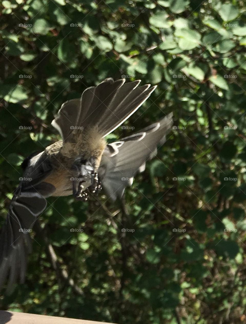 Bird, Wildlife, Nature, Feather, Wing