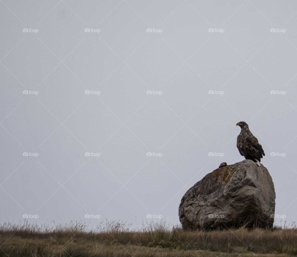 Bird, Raptor, Wildlife, Eagle, No Person