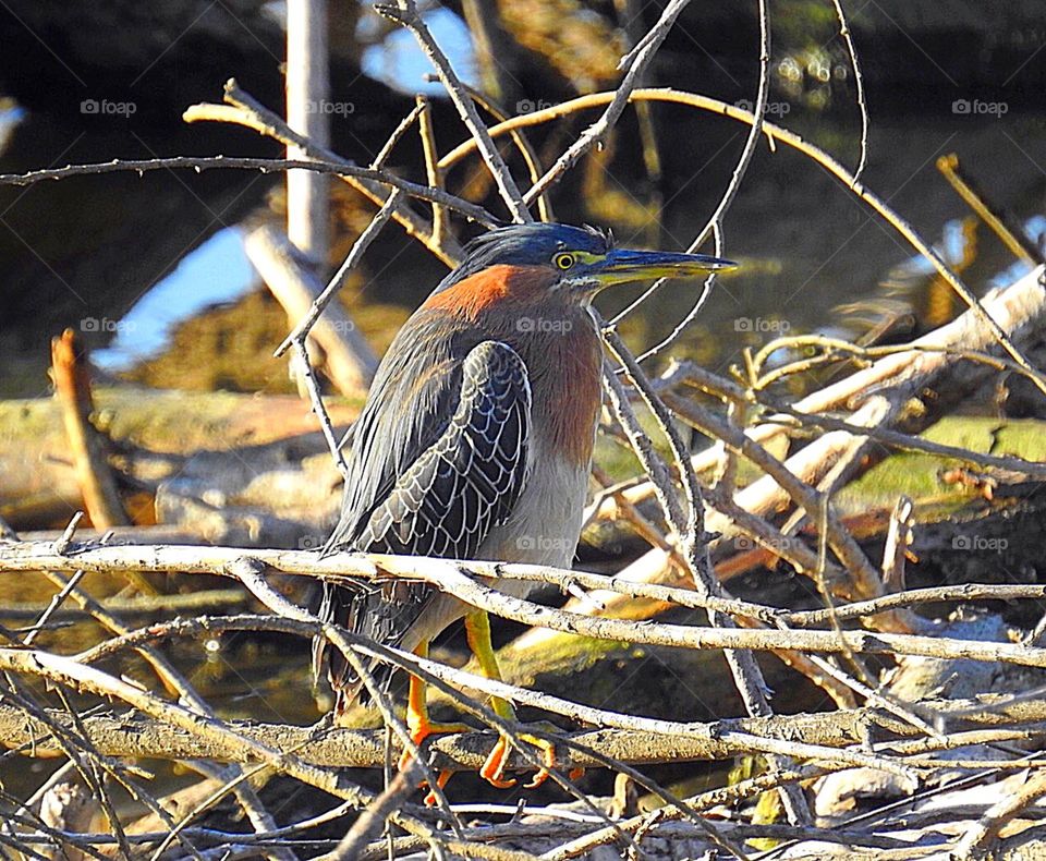 Green Heron in San Diego