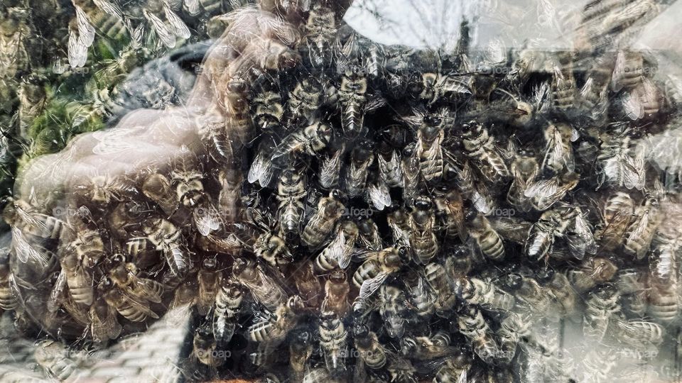 Пчёлы 🐝