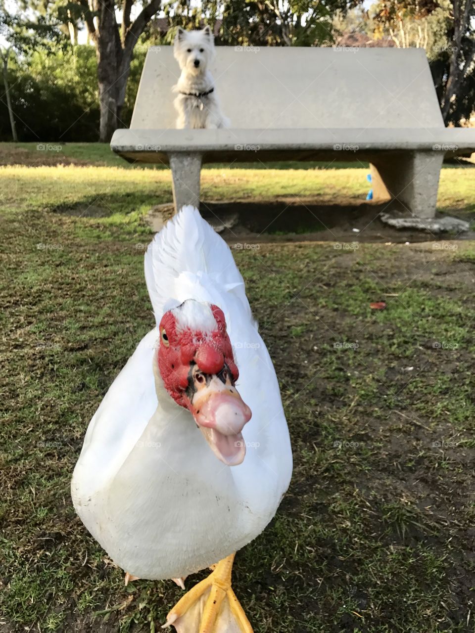 My white dog and duck!