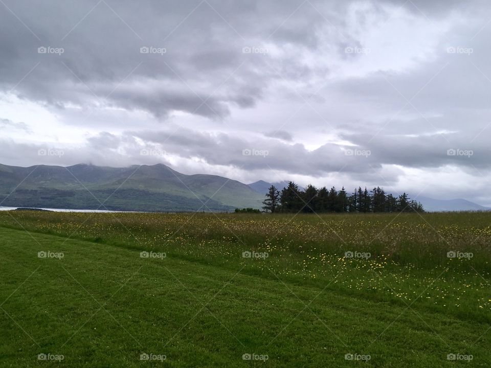 Mountain Pines and pasture