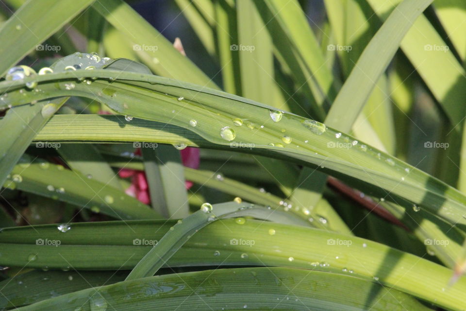 water drops