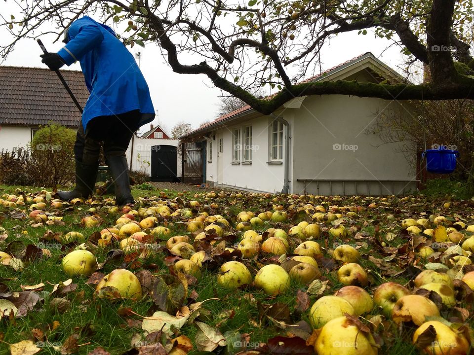 Man in blue rain coat is raking windfall 