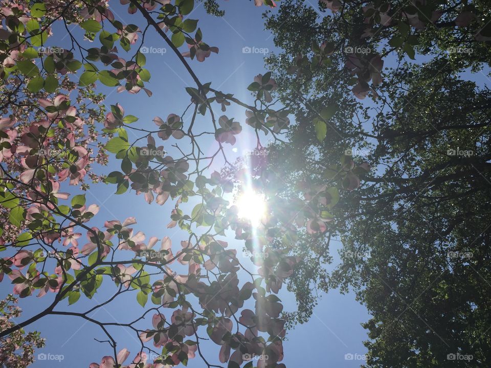 Trees with green leaves and pink flowers allowing the sun through in front of a clear blue sky.