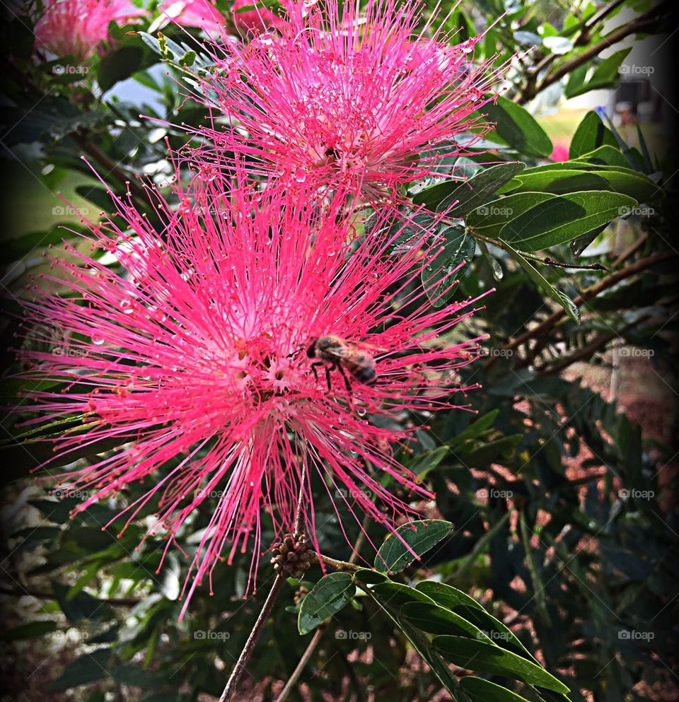 Powderpuff flower and bee
