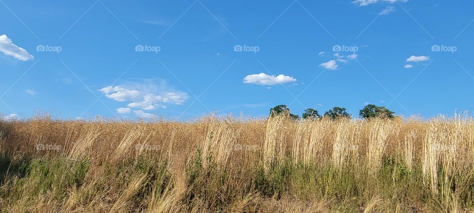 Wheat plantation