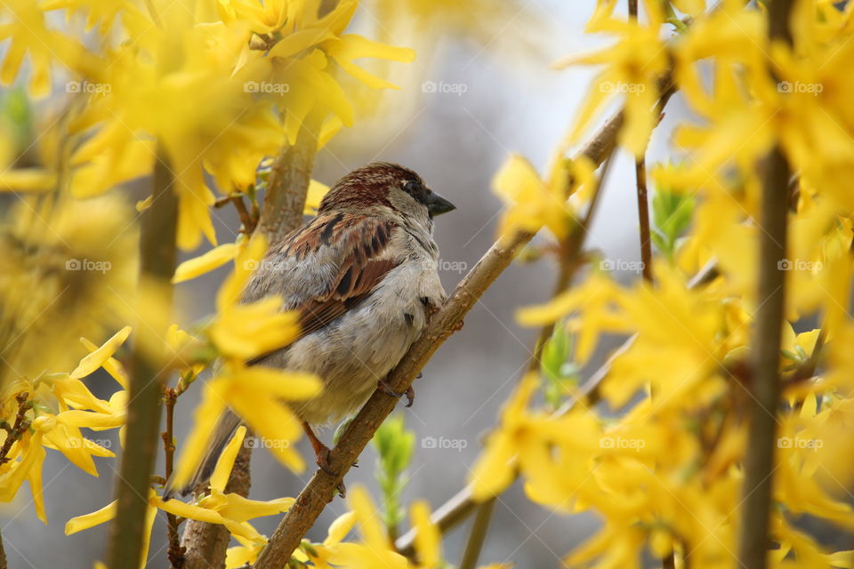 Sparrow at the branch at the yellow flowers tree in bloom