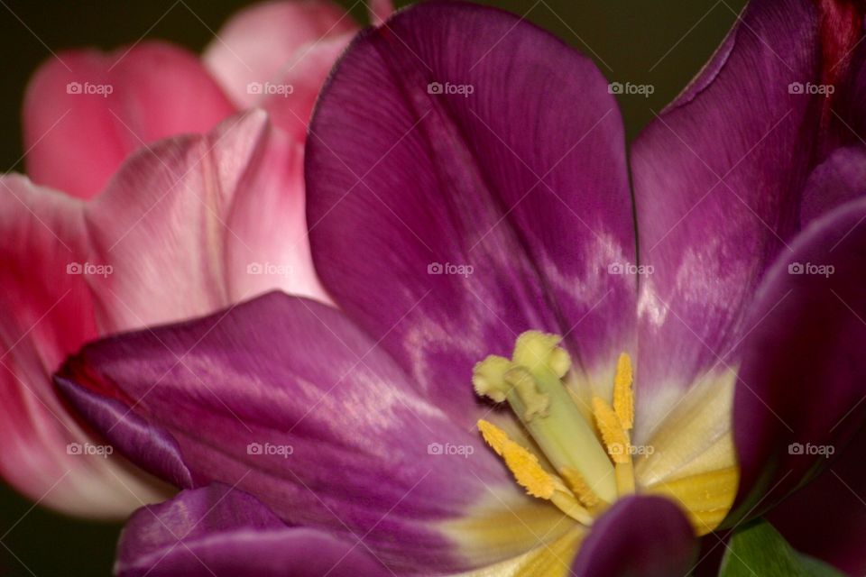 Tulip. Open tulip