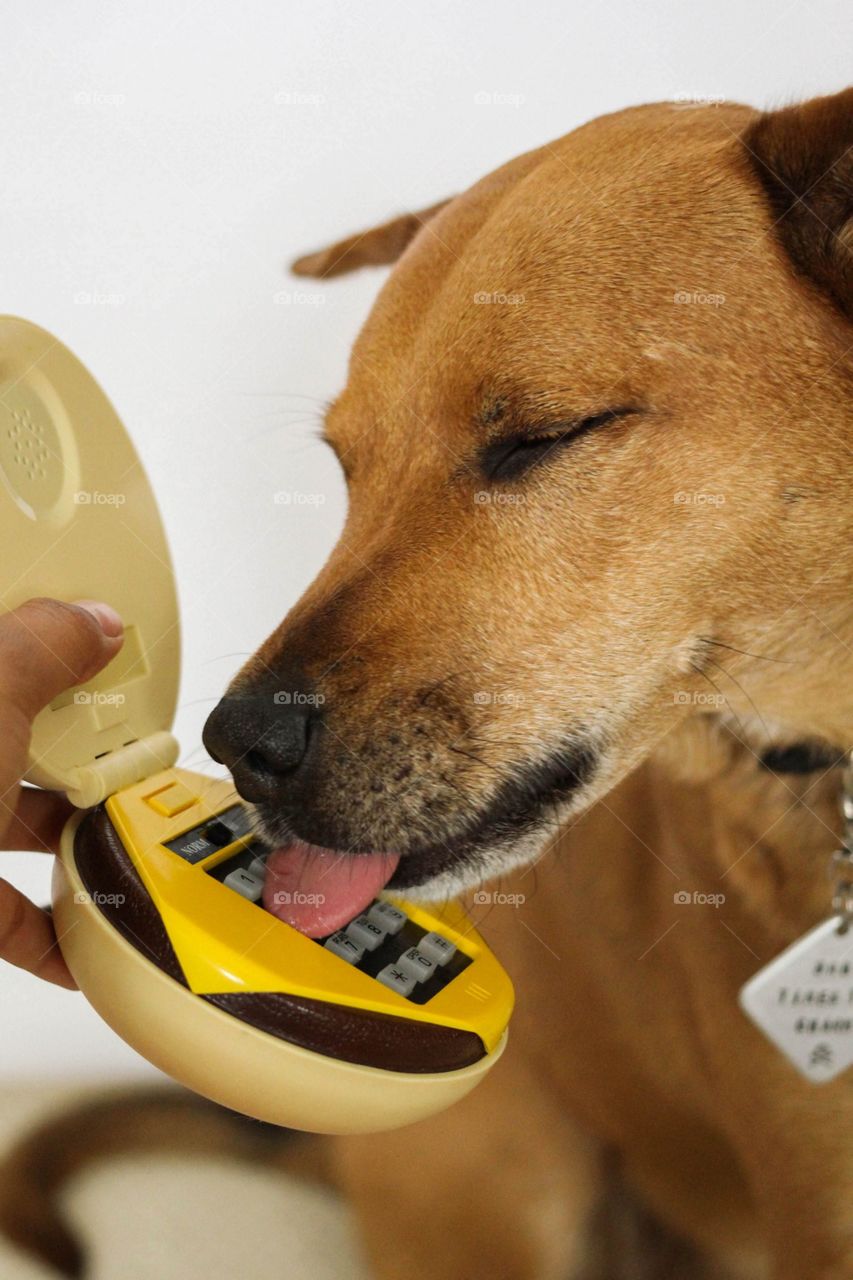 Hello? Yes can I please have a cheeseburger