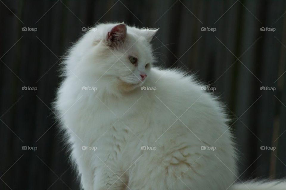 Persian Cat