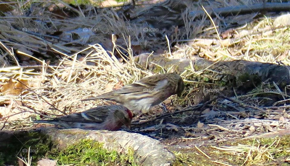 Common redpoll 