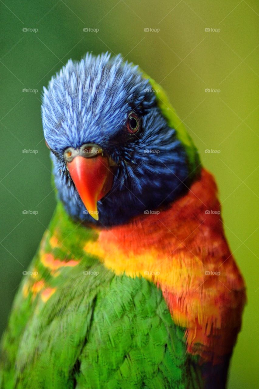 The portrait of a parakeet
