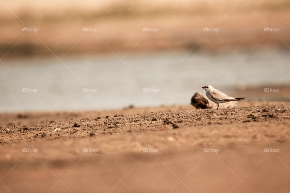 A well composition photography of smaller pratincole from ground