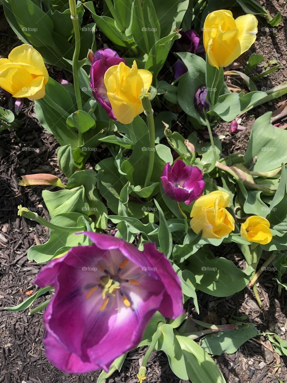 Tulips 