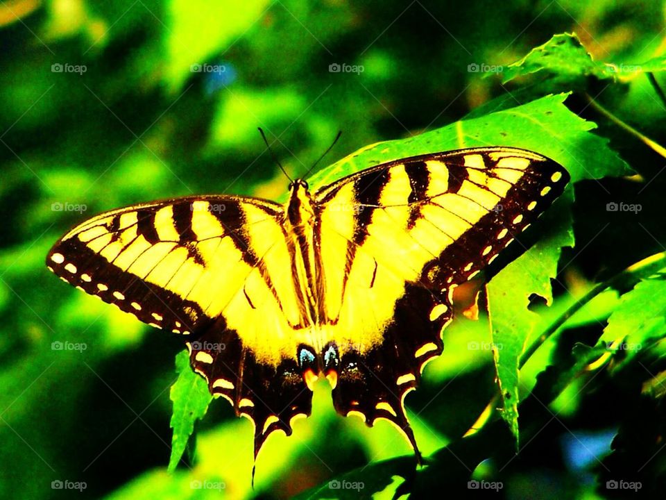 Yellow butterfly 3