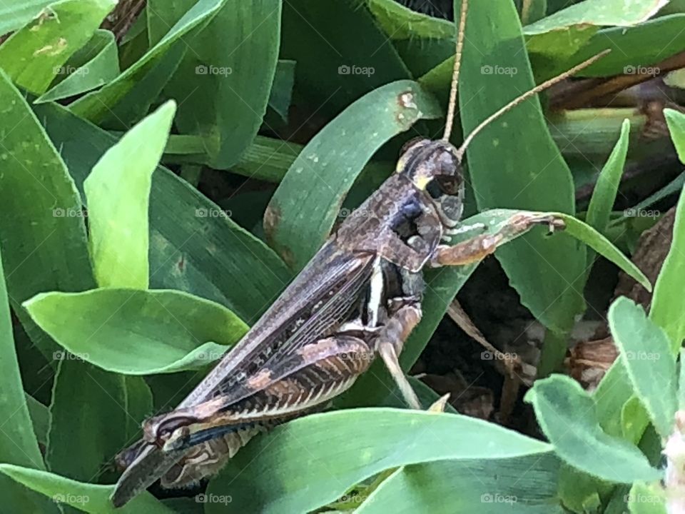 Grasshopper hiding in grass