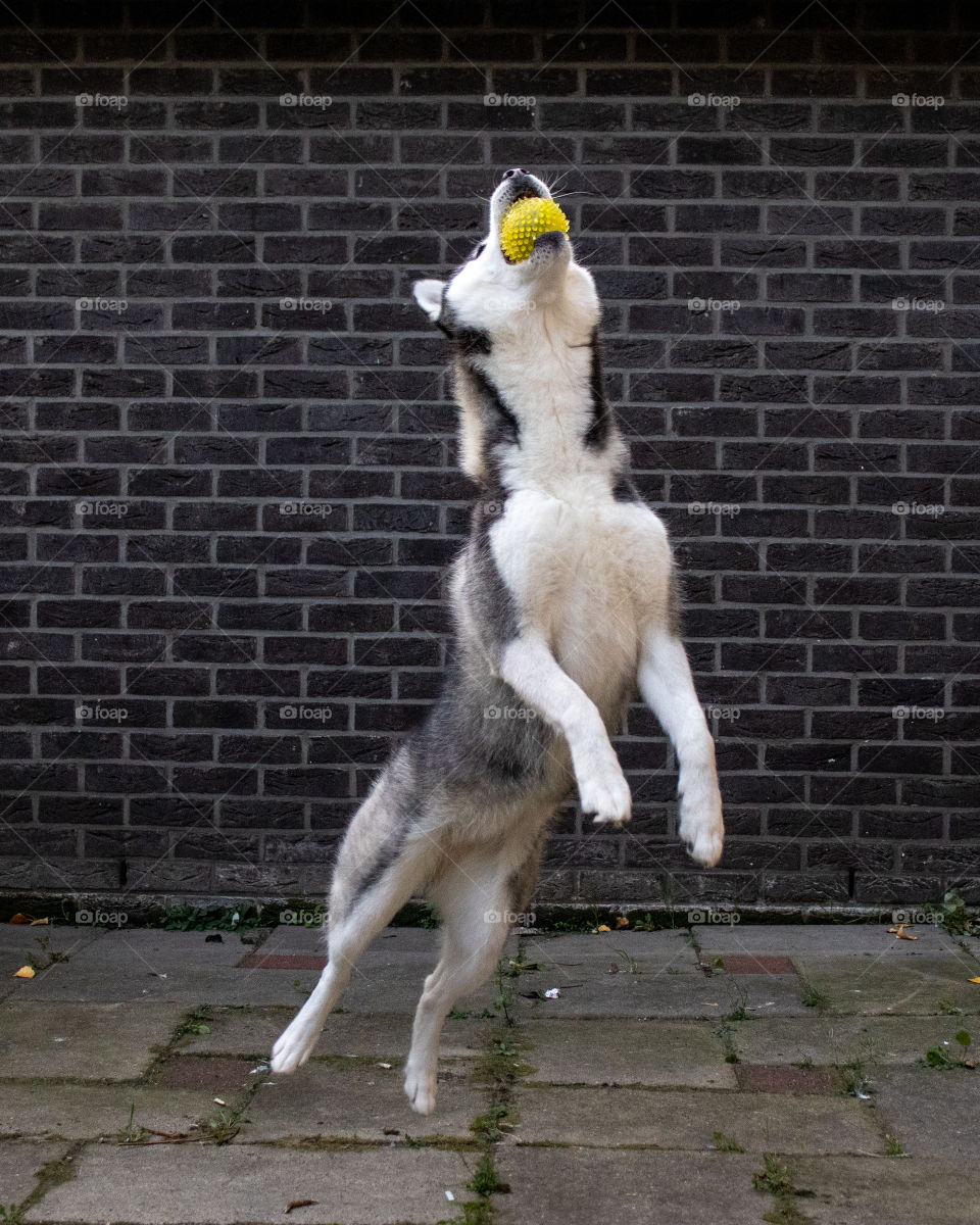 Cute Siberian Husky plays with a yellow ball.