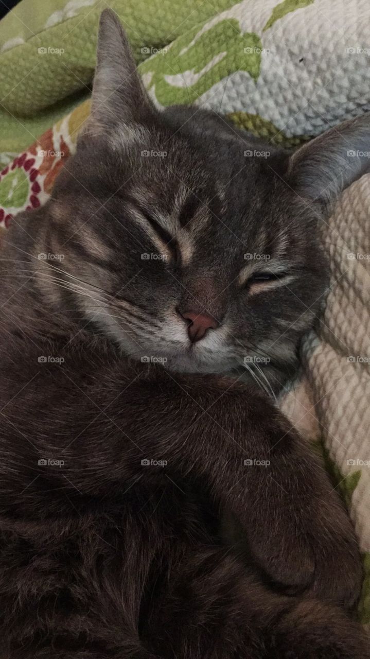 Her name is Fish and she is definitely a sleeping model. 