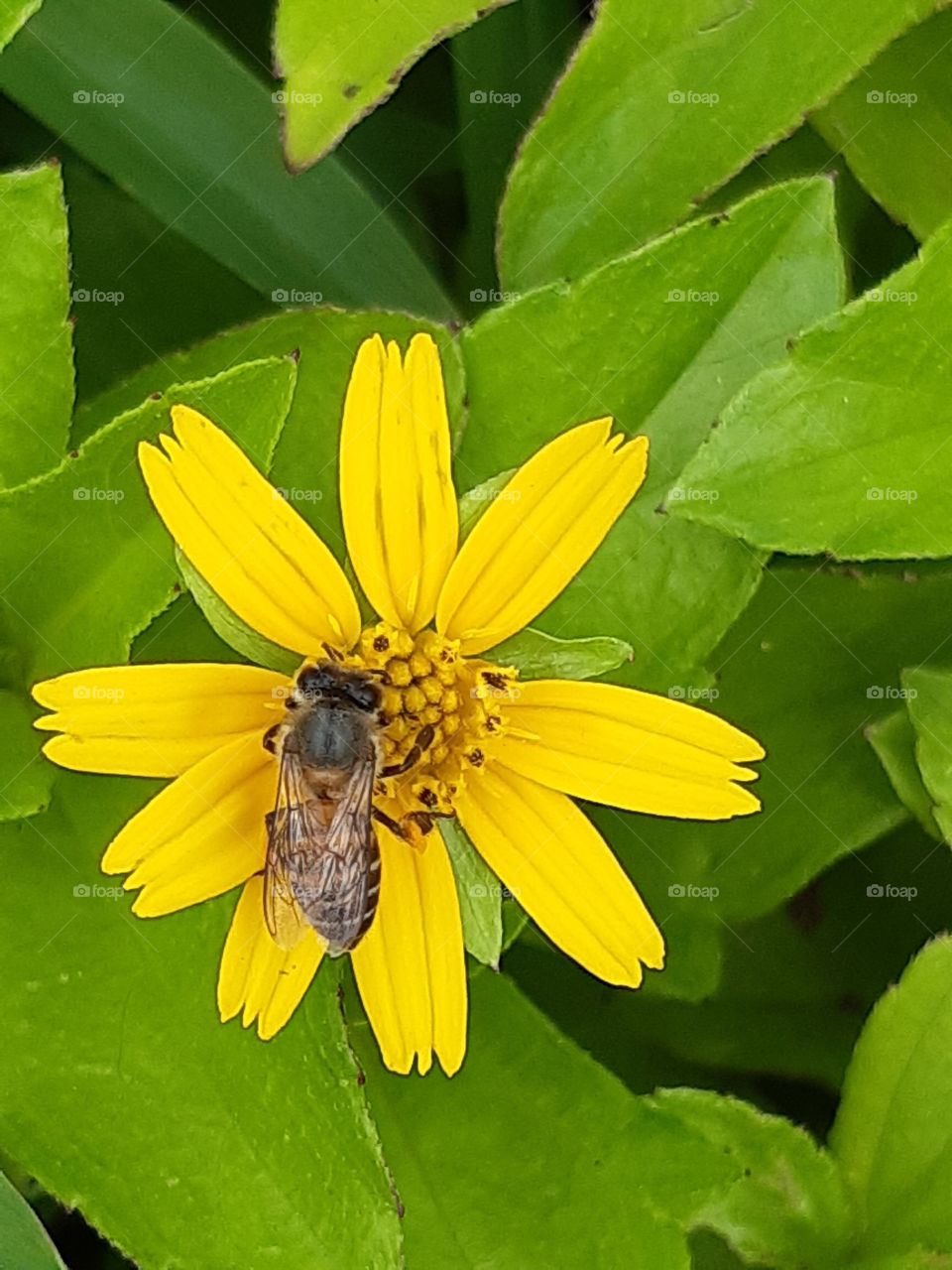 A honey bee on tridax flower