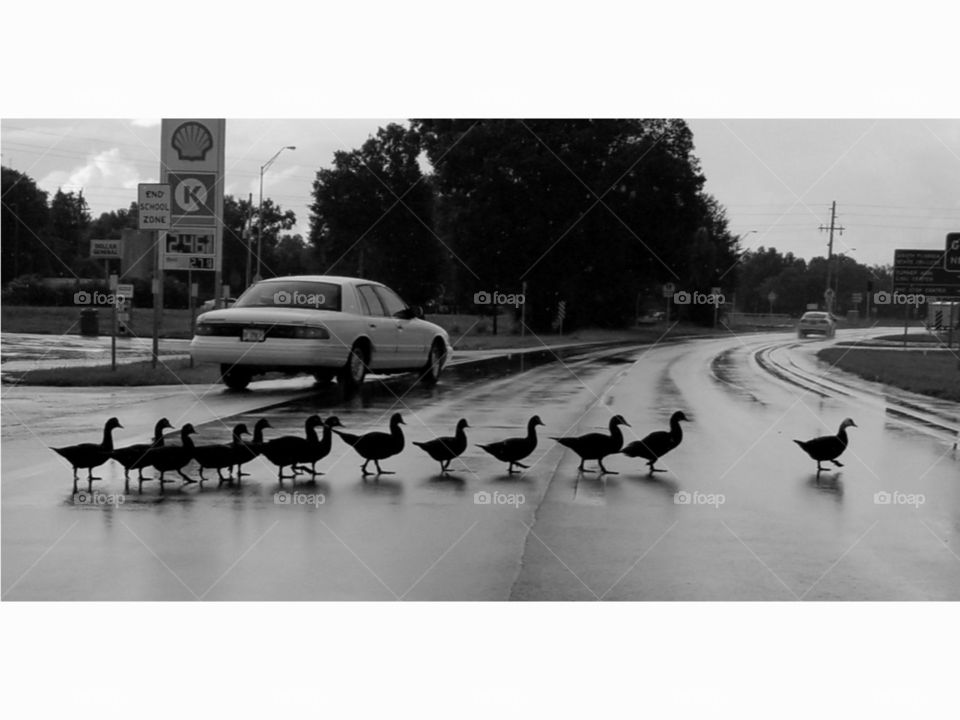 Got my ducks in a row